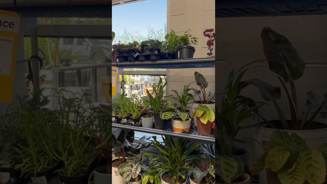 That moment you find another plant clearance section 🥴🌱 #homegarden #homestead #plants