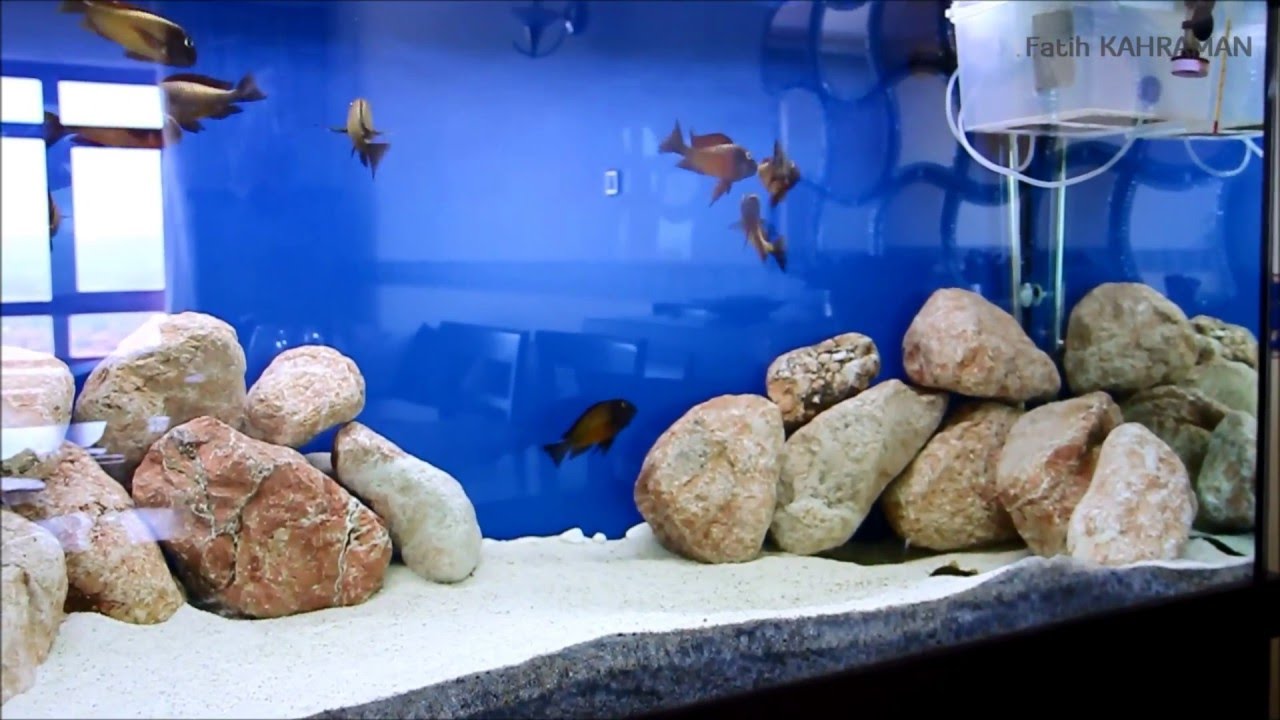 Tropheus Ilangi Breeding and Collecting Eggs