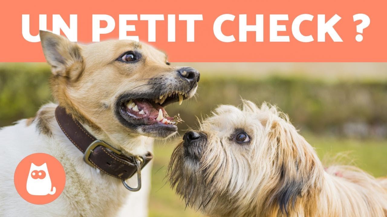 Comment pr&eacute;senter deux chiens? - CONSEILS EN 5 &Eacute;TAPES!