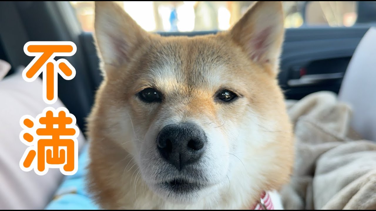 朝から納得いっていない気持ちが顔に出過ぎている柴犬