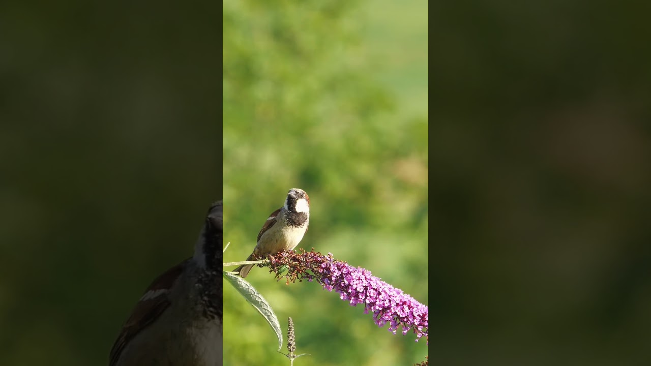 The House Sparrow | A Tiny Icon of Survival | Passer domesticus