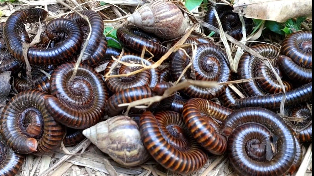 In the evening Iwalk through the leaves to catch the millipedes#and snails#millipedes#snails#insect#