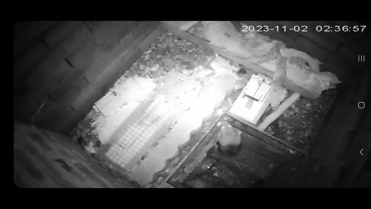 Rat sonner par  un coup de tapette