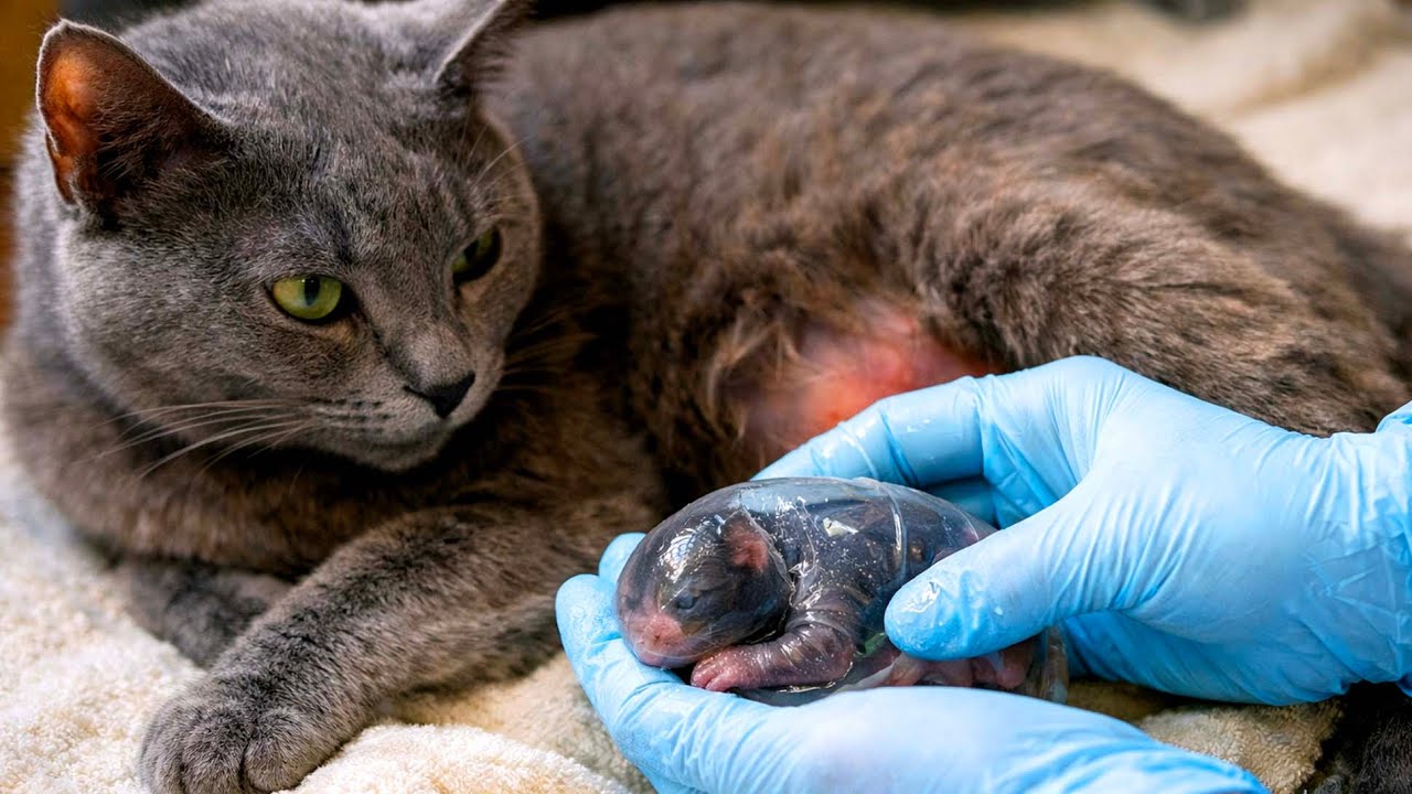 Я был поражён, когда беременная голубая кошка 🐱 вдруг вошла в мой дом, словно прося о помощи. 🐈❤️❤️