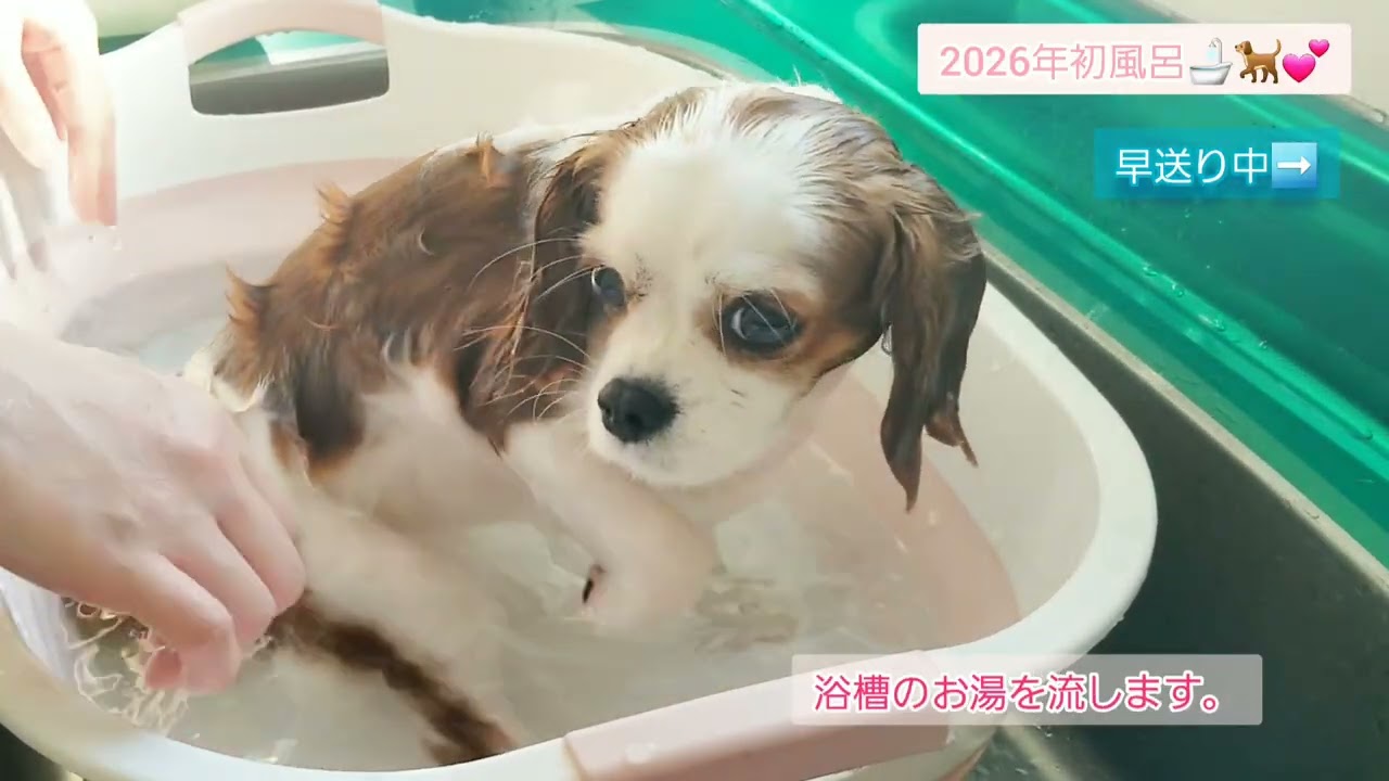 【ケア】2026年初風呂🛁🐕︎💕︎キャバリア #いぬとの暮らし #いぬのいる生活 #mypet
