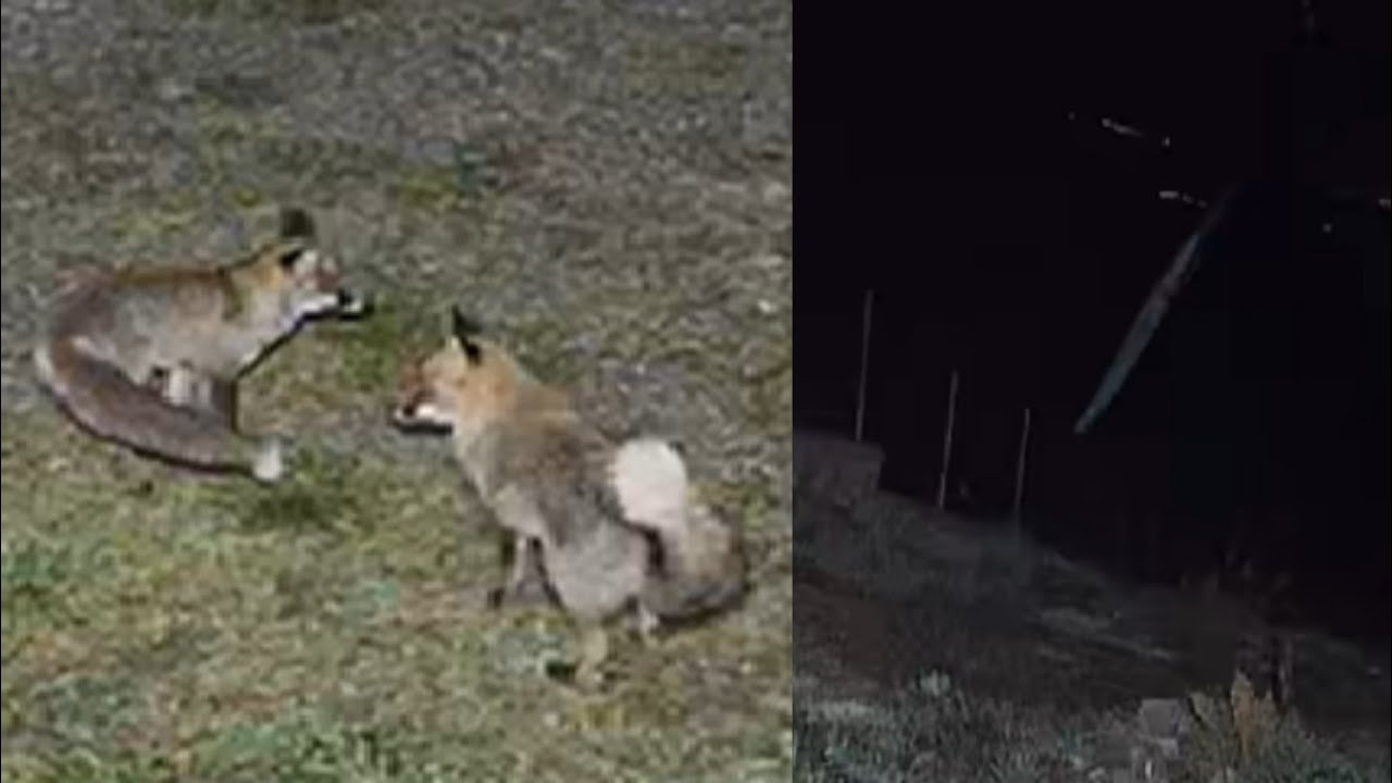 Sky Terrors: Falling & Flying Objects Spook Fox
