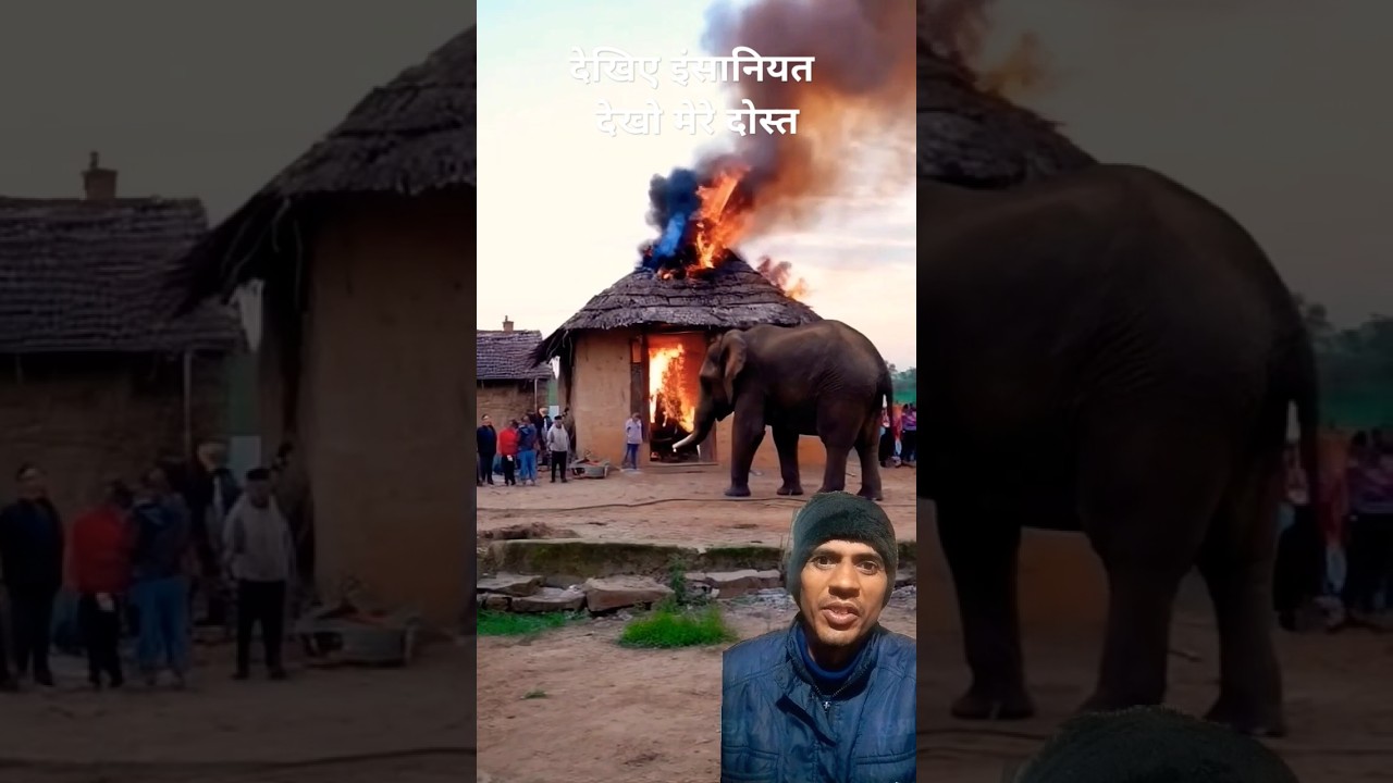 देखिए इंसानियत @athinginside+1 elephant #short #shorts #short #Devbabu-123 #shortvideo