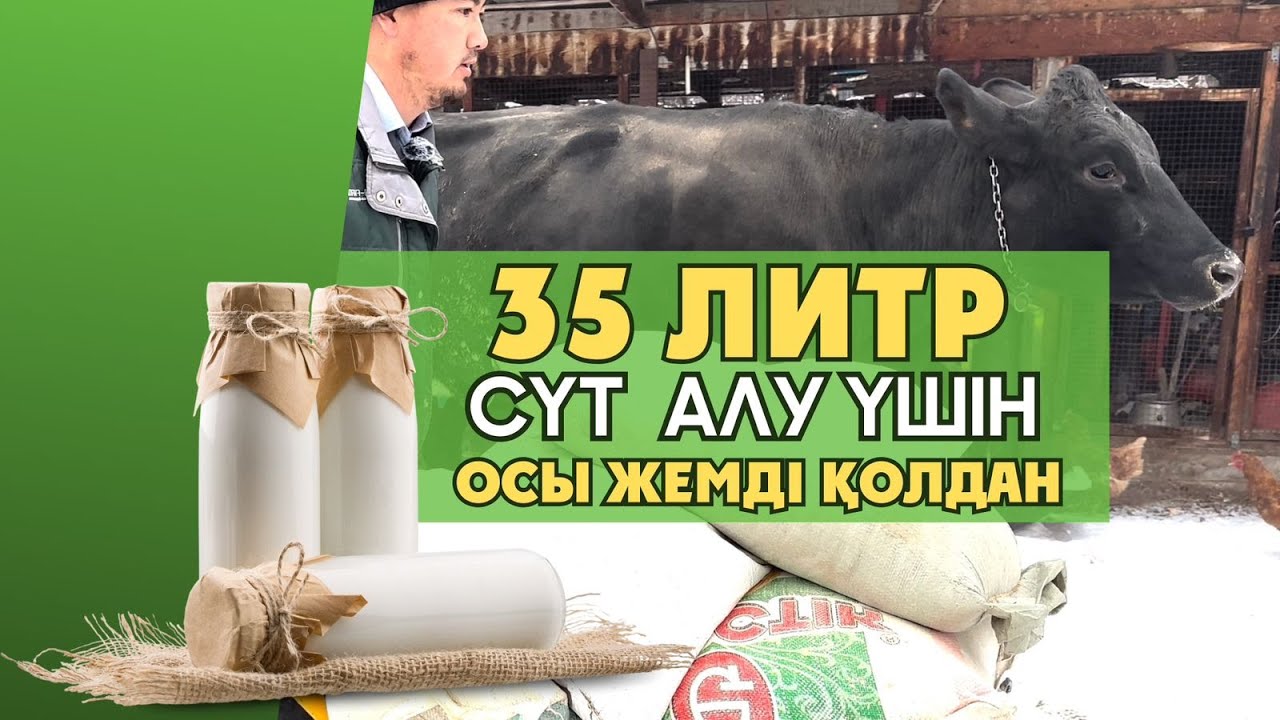 Сиырдың сүттілігін арттыратын жемнің рецепті