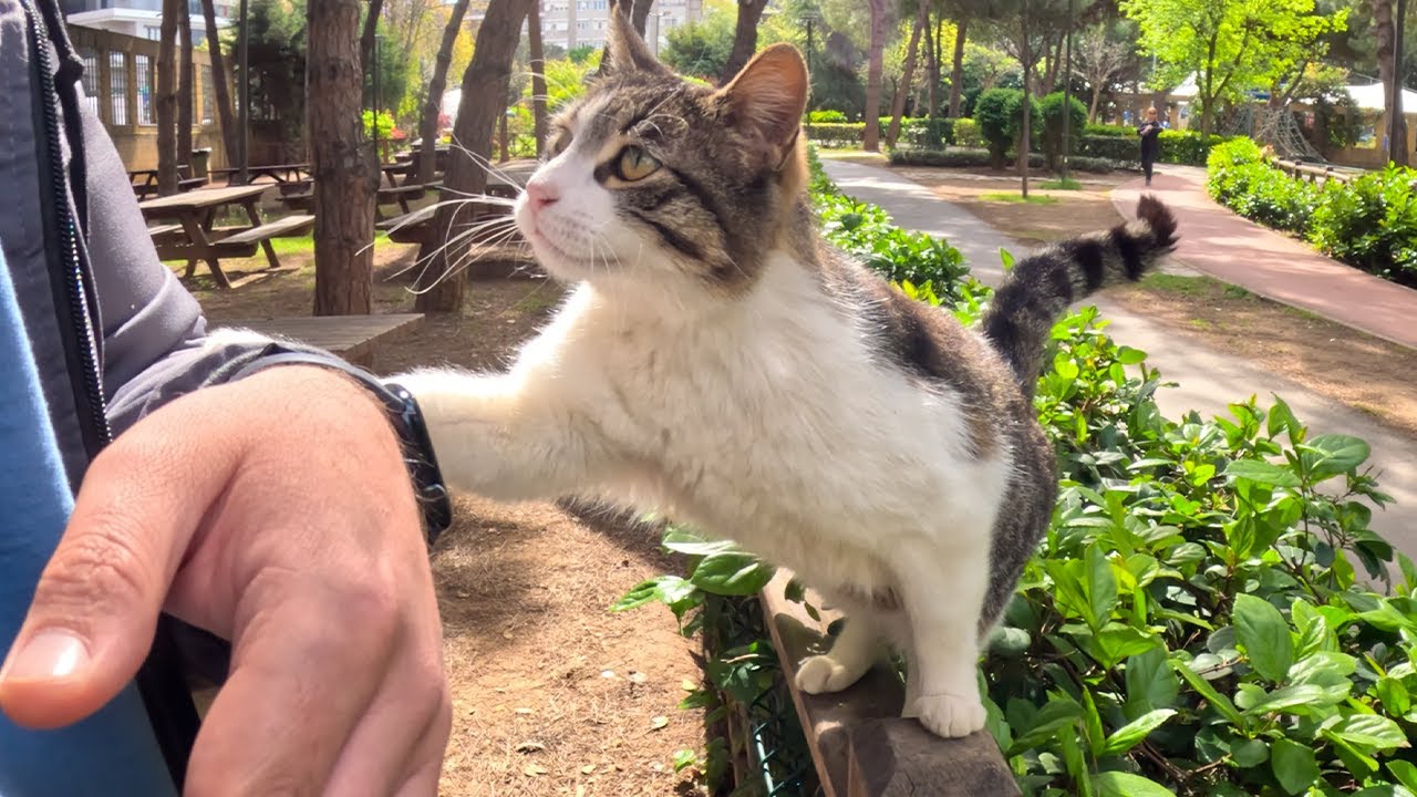 Stray cat taps my arm to ask for affection