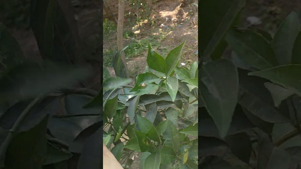 اتغديه انهارده عند حماتى وجوله فى جنينه البيت والجو تحفه واكلنا توت وخوخ وبرقوق وتفاح من الجنينه