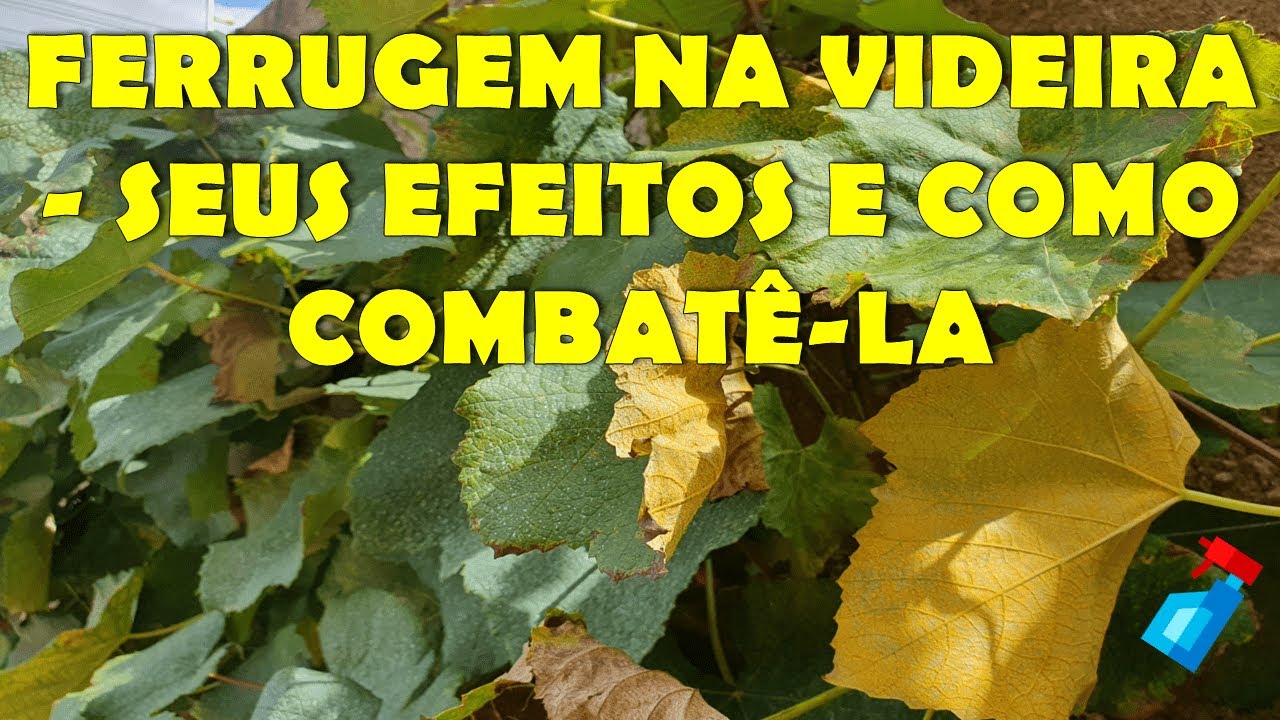 Ferrugem na Videira - Seus efeitos, como identificá-la e como combatê-la