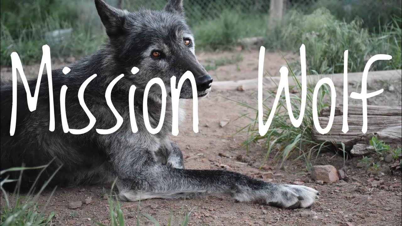 I visit a Wolf Sanctuary and Education Center- Mission Wolf
