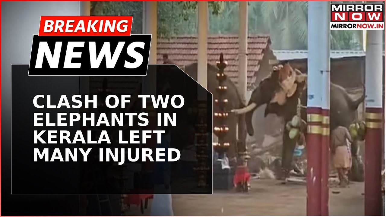 Clash Of Two Elephants In Kerala During Puja Left 3 Dead And Many Injured | Breaking News | Top News