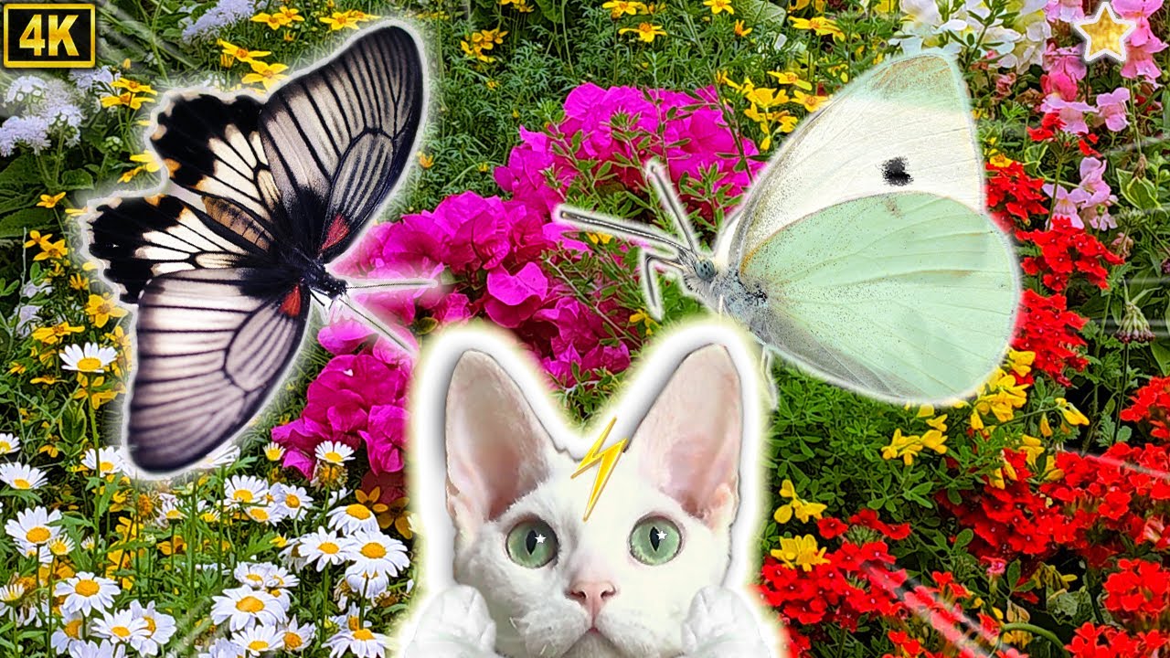 4K/CatTV/Bug★고양이가 좋아하는 영상 12시간★나비/고양이TV/자연/놀이/힐링영상★Videos for cats 12Hours(Butterfly(XII))