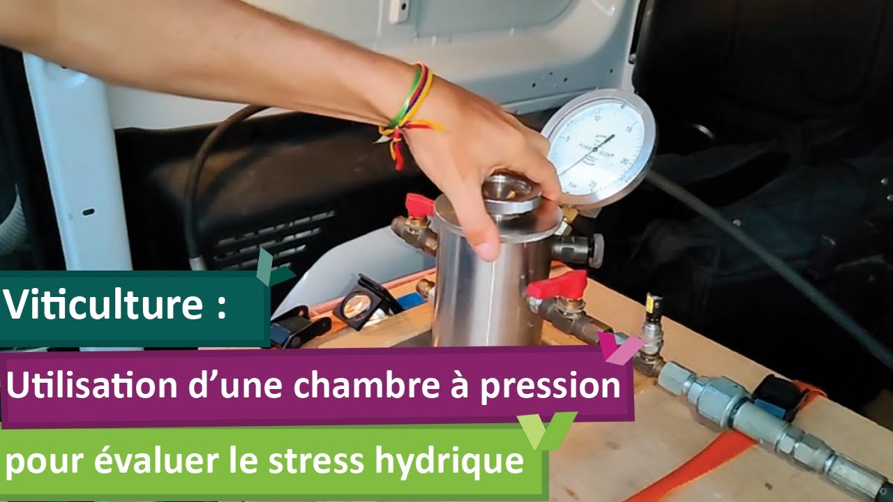 Utilisation d'une chambre à pression pour évaluer le stress hydrique