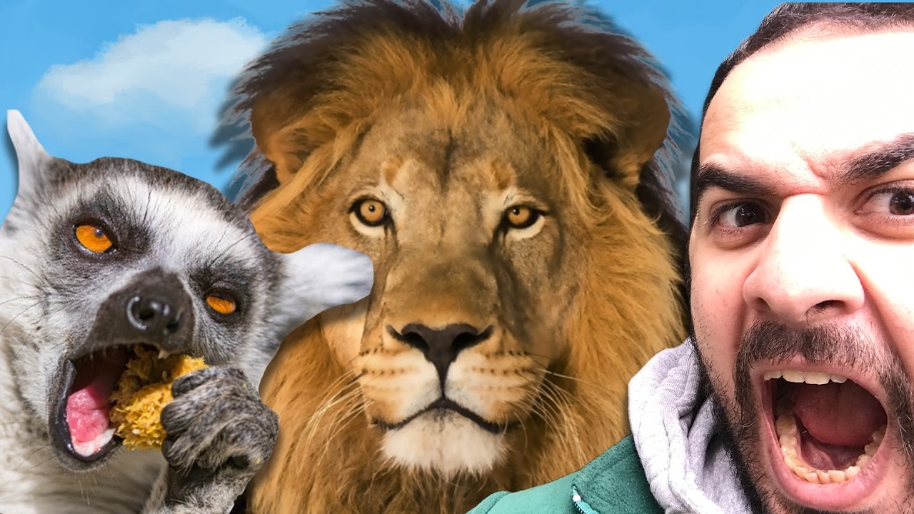 Melih Bir Günlüğüne Hayvan Bakıcısı Oldu - Aslan Besledi - Yılan Baktı
