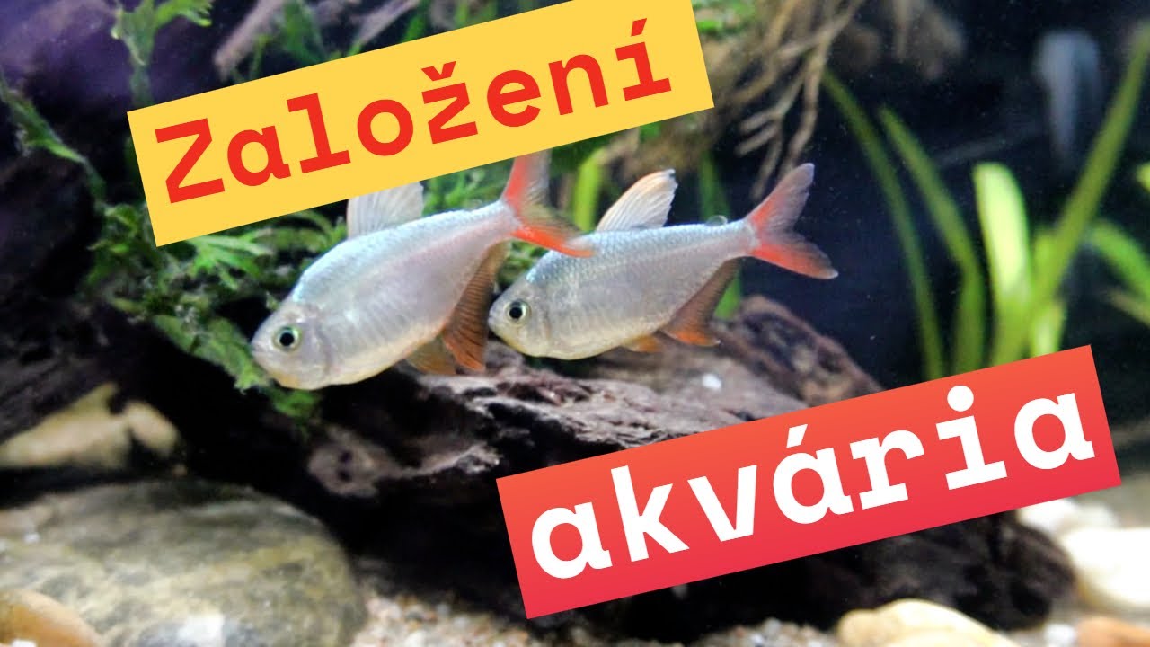 Založení akvária za pár minut i pro úplné začátečníky. Aquascape snadno! 🤯