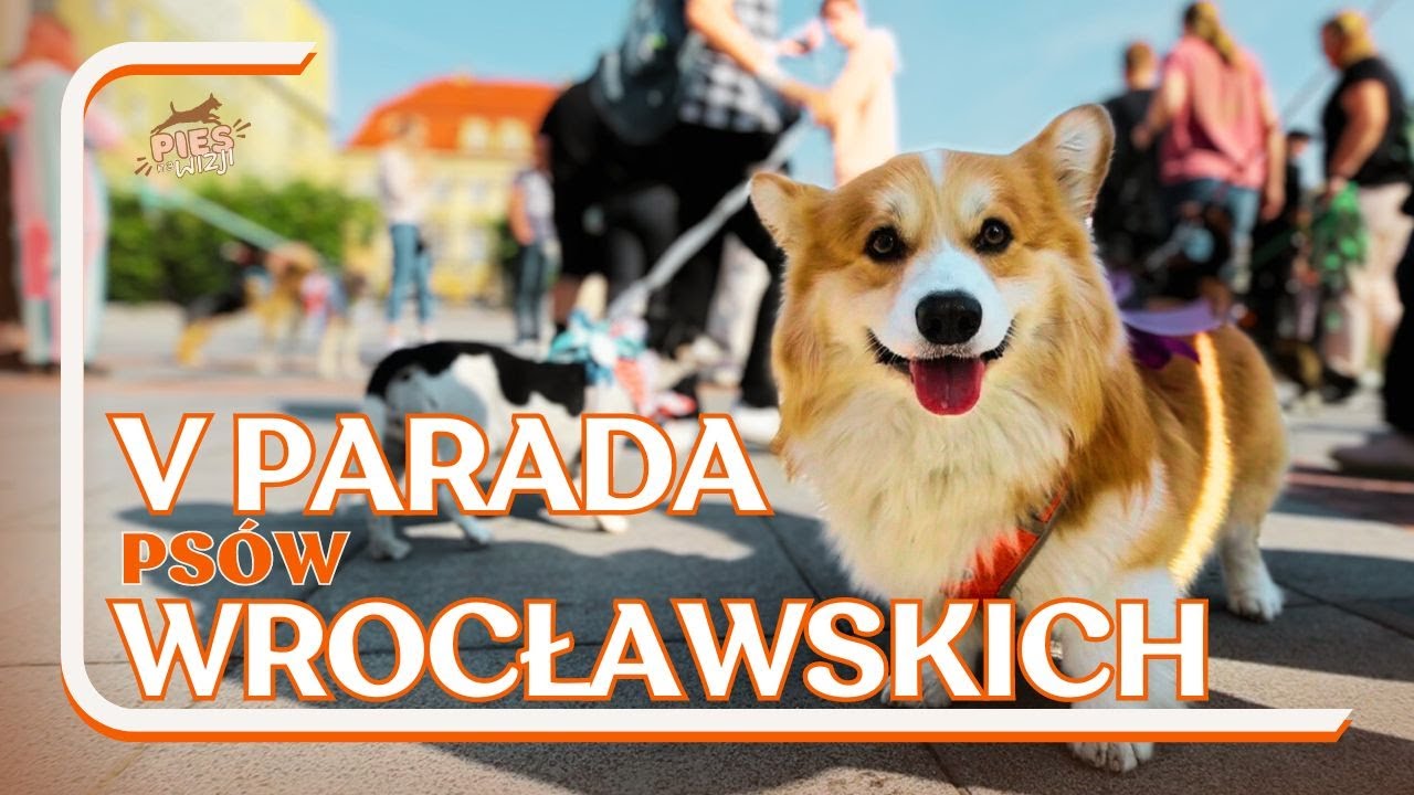 PNW#12 V Parada Ps&oacute;w Wrocławskich 
