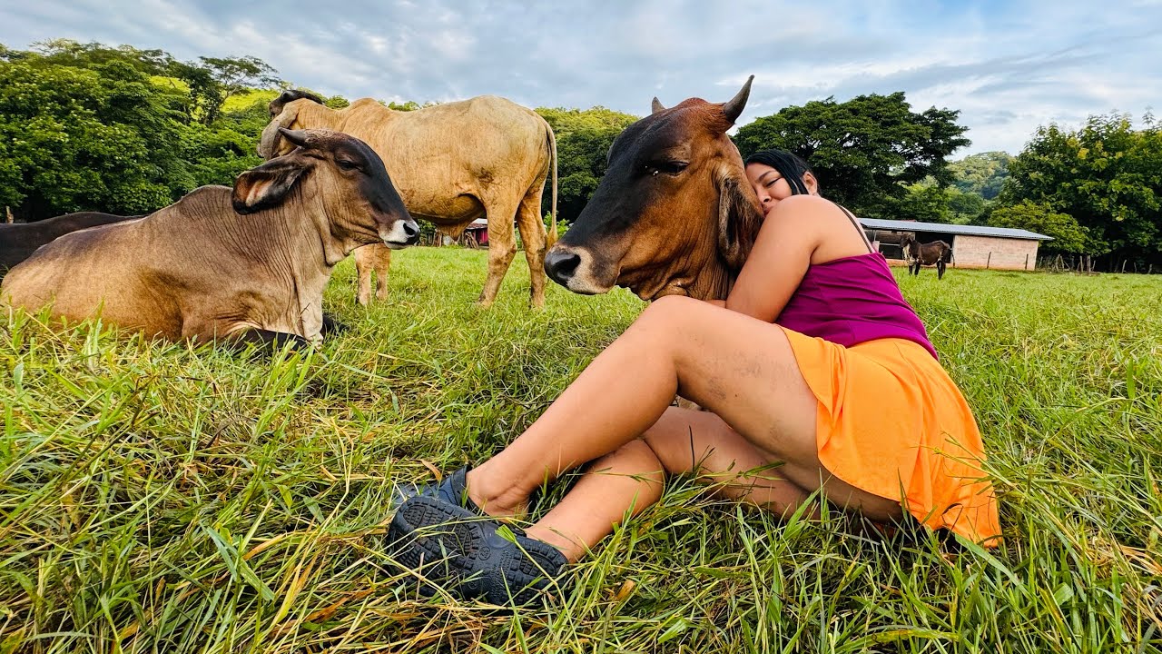 Así domamos las VACAS en el RANCHO de mis ABUELOS 🐄