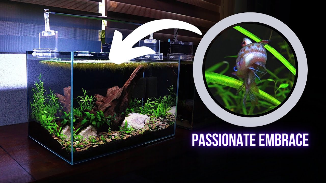 EVERY single BABY FISH DIDN'T SURVIVE so their PARENTS DID THIS | EP5 Nano Community Aquarium