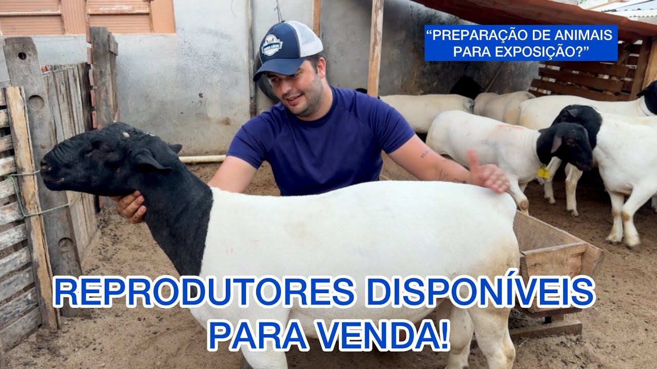 REPRODUTORES DISPONÍVEIS PARA VENDA - PREPARAÇÃO DE ANIMAIS PARA EXPOSIÇÃO - RAÇA DORPER