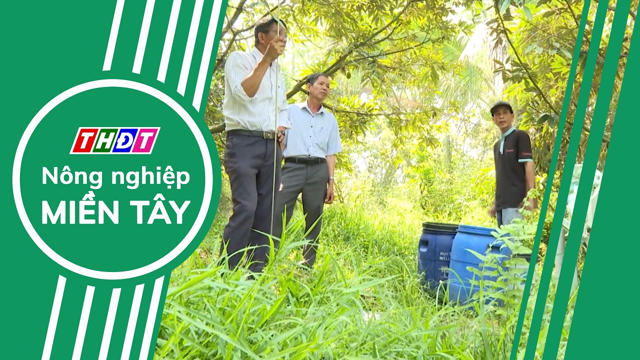Trung vi lượng cho sầu riêng | Nông nghiệp Miền Tây