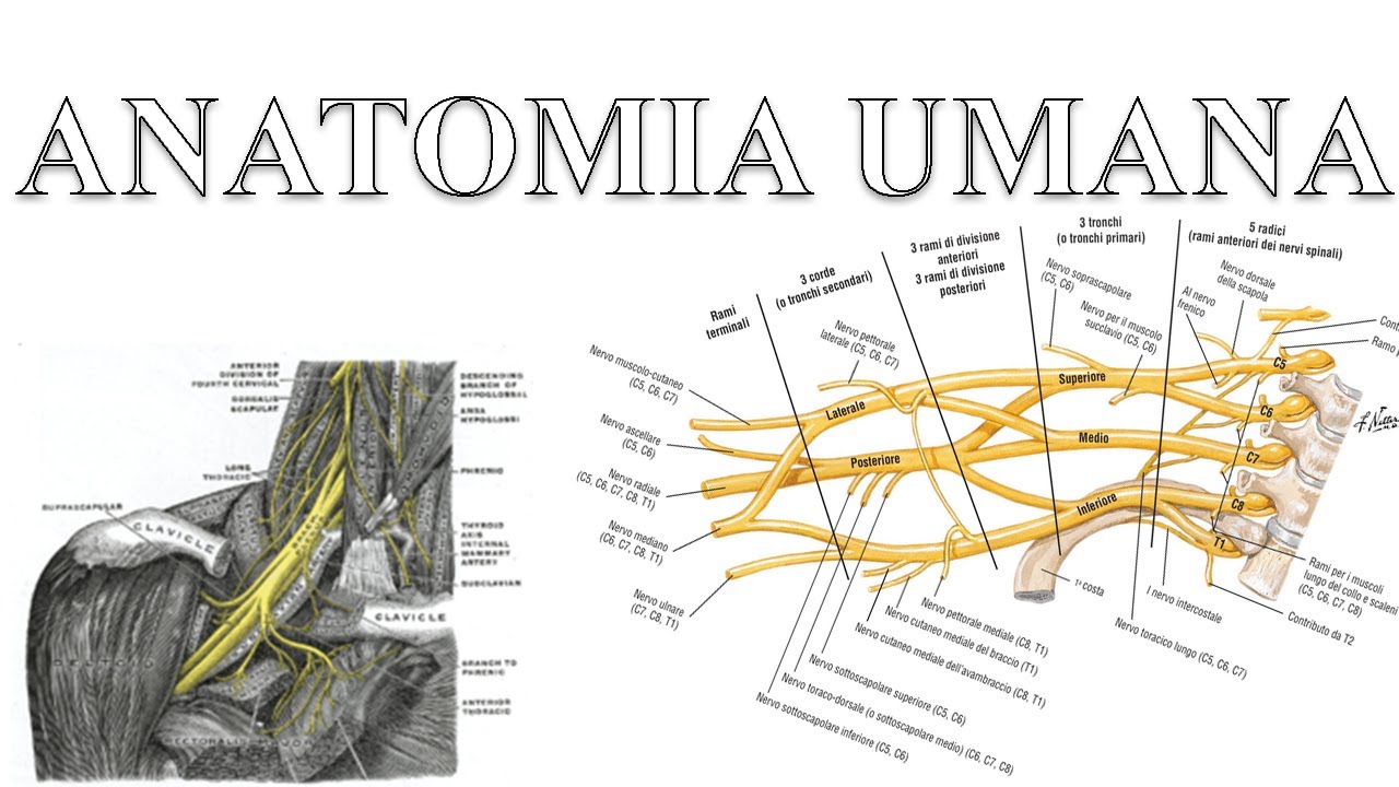 Plesso brachiale - [Anatomia Umana]