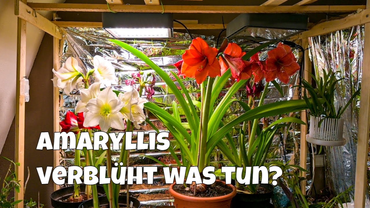 Was tun, wenn Amaryllis verblüht? Erfahren Sie hier!