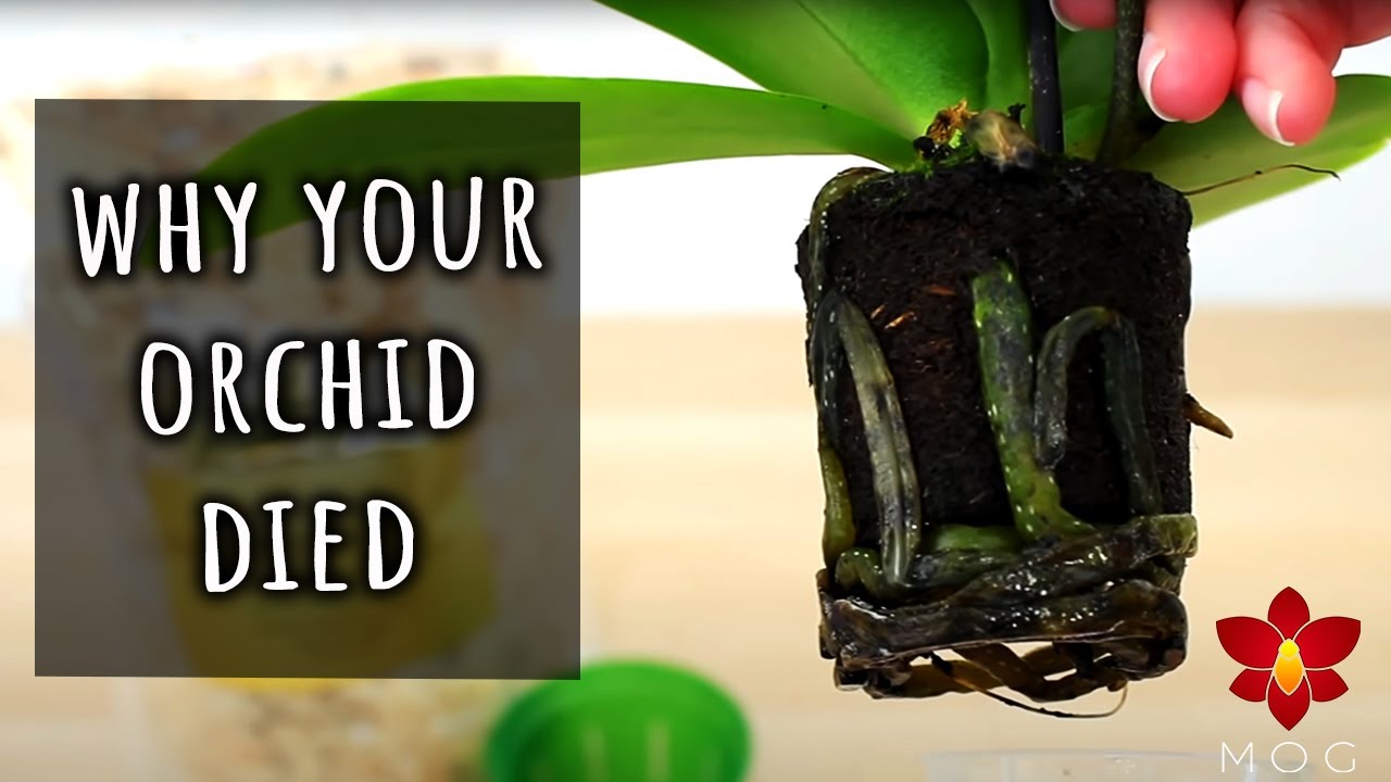 9 Reasons beginners lose Orchids - Orchid Care for Beginners
