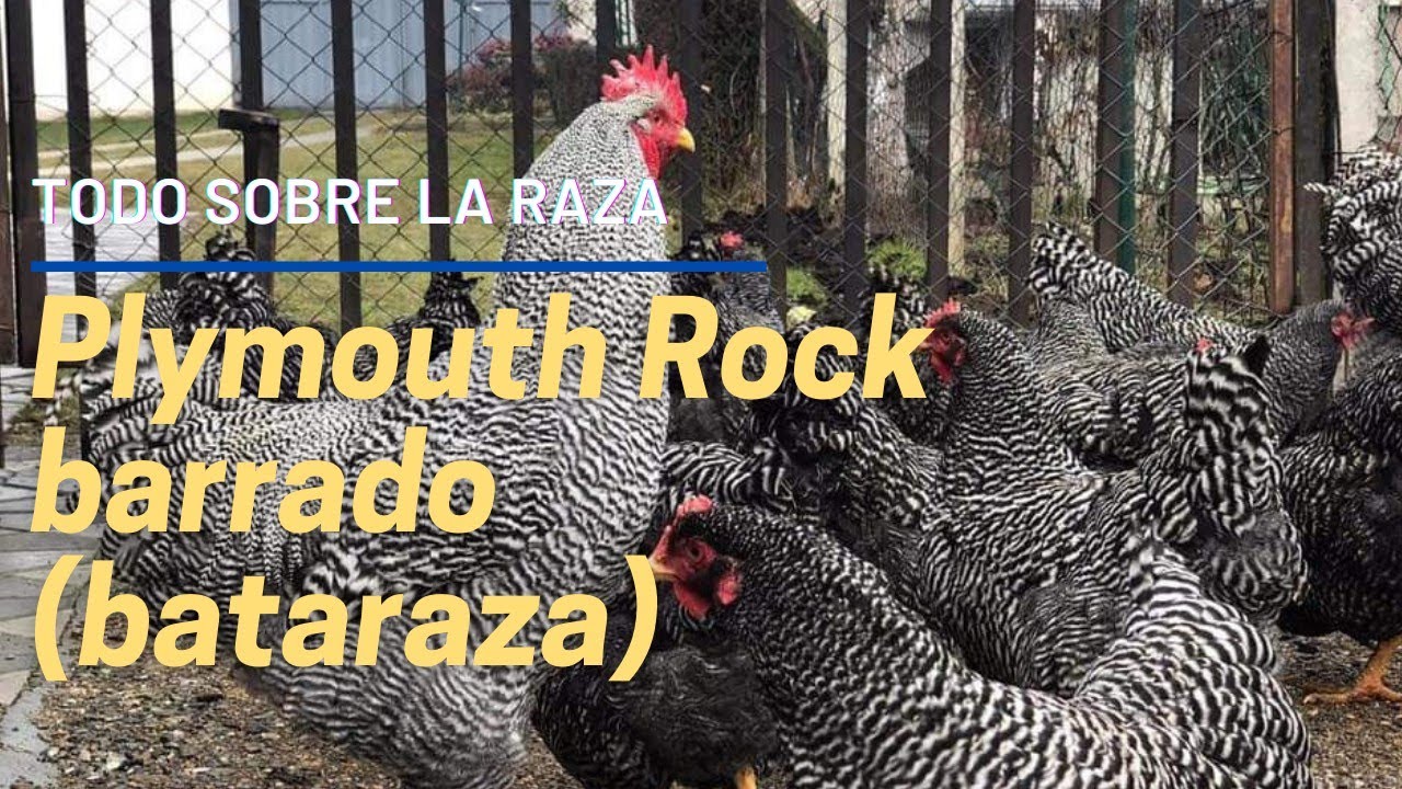 Gallinas ponedoras plymouth rock Barradas o Batarazas, características, postura, gallineros y nidos