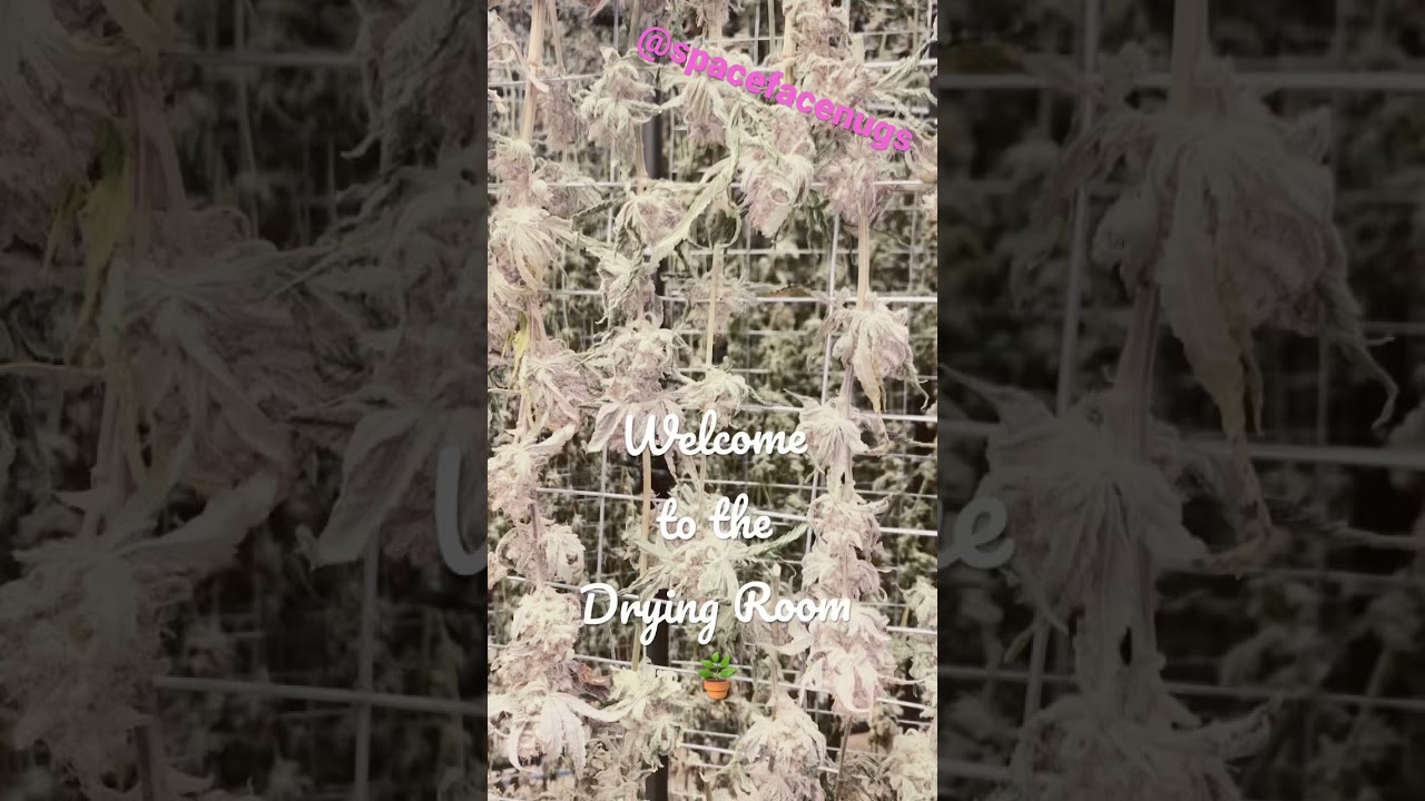 Dry Room! #cannabiseducation #curedtoperfection #cannabis #frosty #trichomes #terpsmatter #terpenes