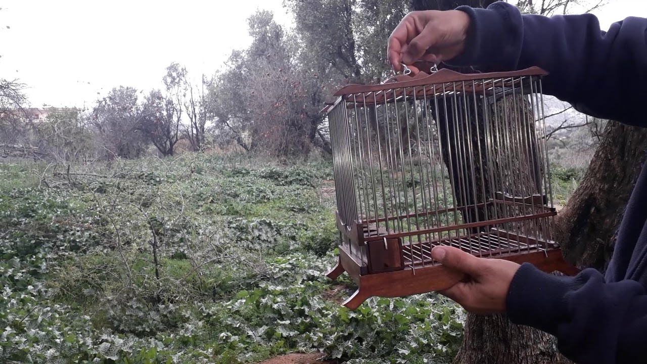 Cage chardonneret