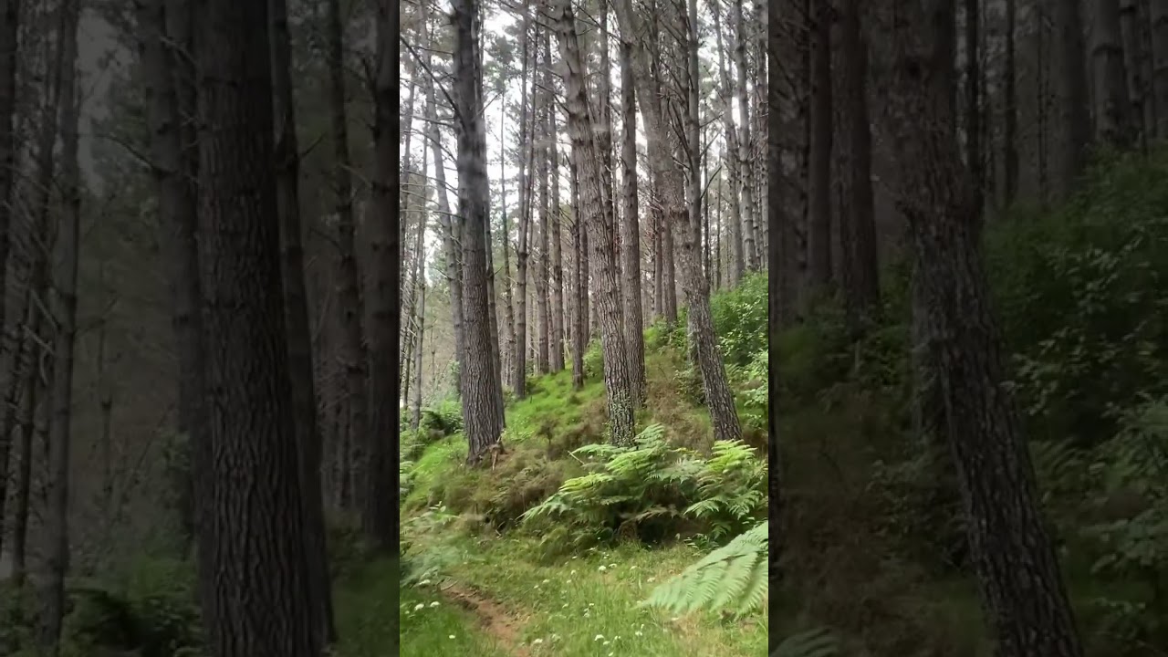 31 year old Pinus Radiata grove near Whangarei, New Zealand.