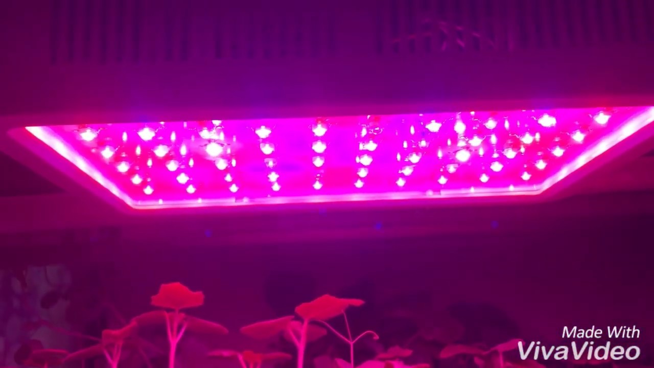 600 w LED Grow Light from Roleadro