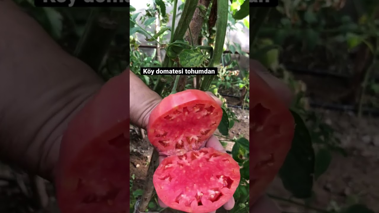 organik k&ouml;y domatesi, ata tohumu