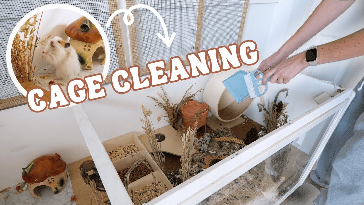 Cleaning ALL my Hamster cages! 🧼