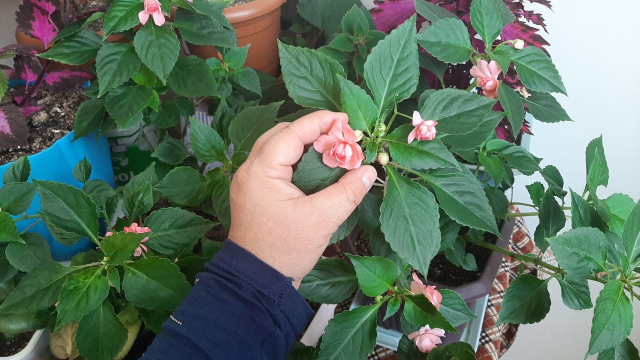 Cam güzeli Çiçeği  Bu Kürden Sonra Çıldırdı ✅Çiçek Bakımı✅