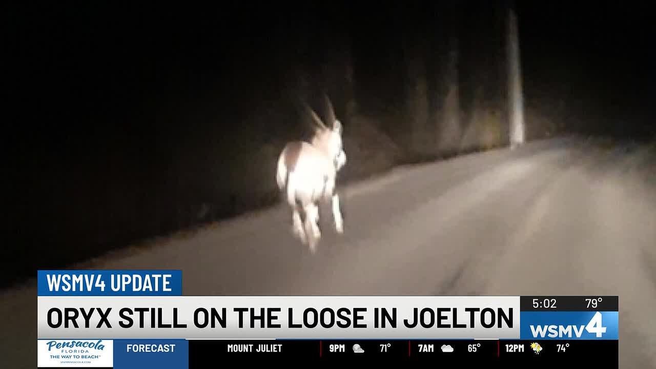 Oryx spotted near Beaman Park in Joelton raises safety concerns