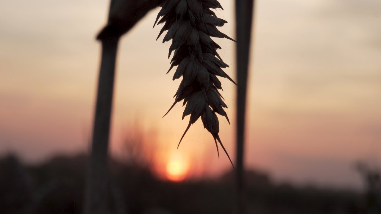 Żniwa 2018 - Claas Lexion | Harvest in Poland |4K|