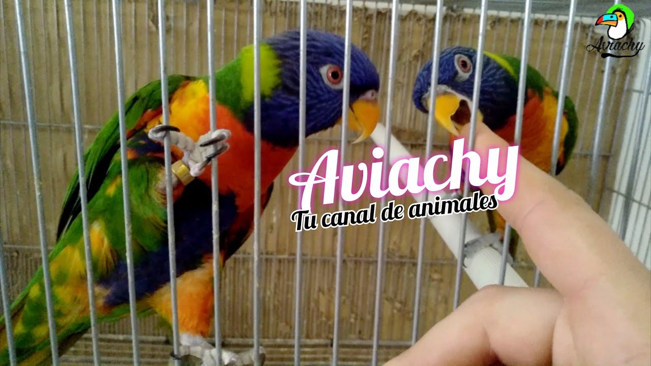 MIRAD LO QUE OS HE TRAIDO!! LORIS ARCOIRIS (Trichoglossus haematodus) LORO DE COCOTERO.