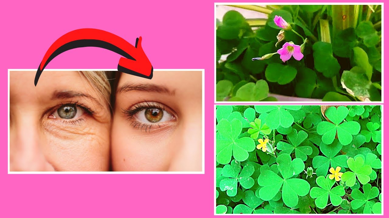 Changeri, Identification and Benefits │Oxalis Cornniculata Identification & Benefits, Health Chan...