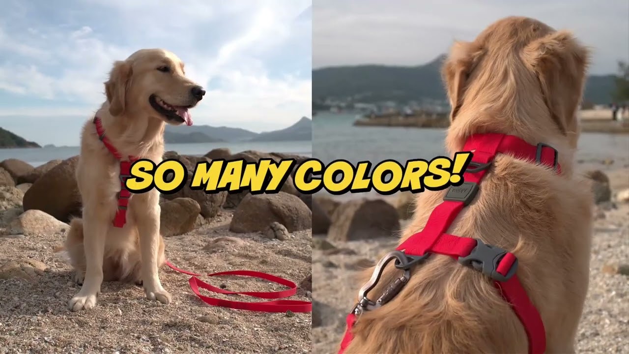 Tired of Soaked, Smelly Leads? Try the Woopf PVC-Coated Waterproof Leash