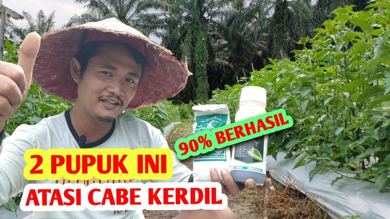 CARA PULIHKAN TANAMAN CABE RAWIT KERDIL 90 % BERHASIL