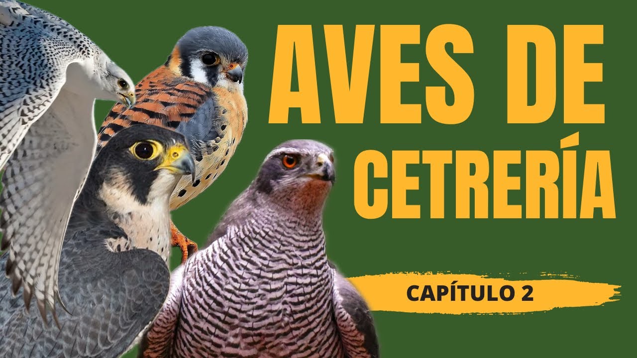 APRENDE CETRER&Iacute;A - CAP&Iacute;TULO 2 - AVES DE CETRER&Iacute;A 