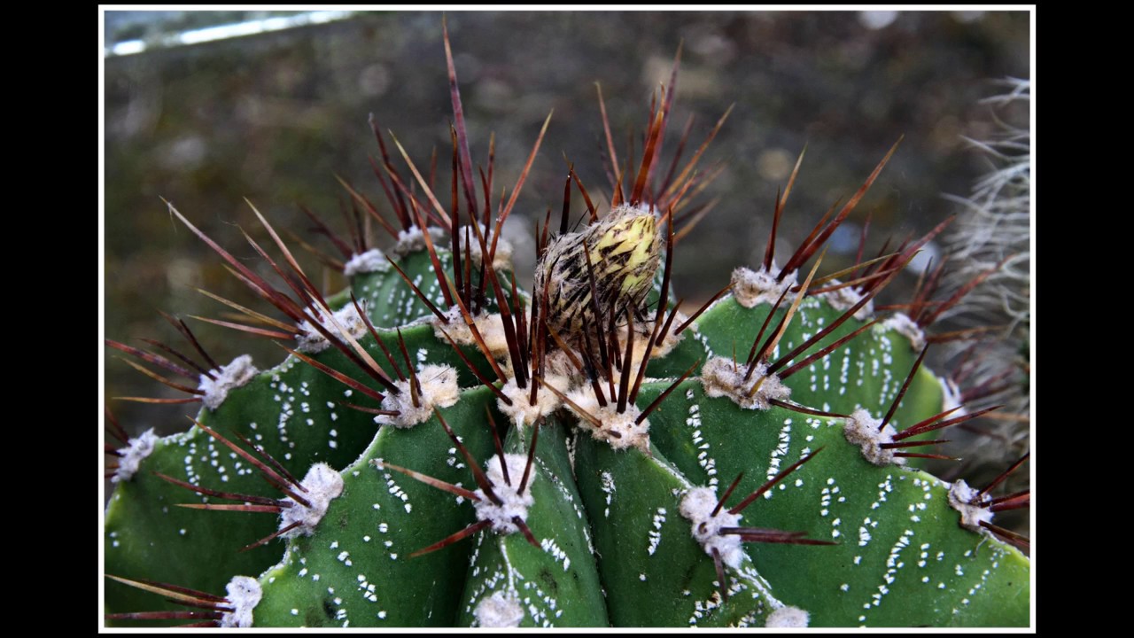 Astrophytum ornatum Cactus plant from buds to bloom