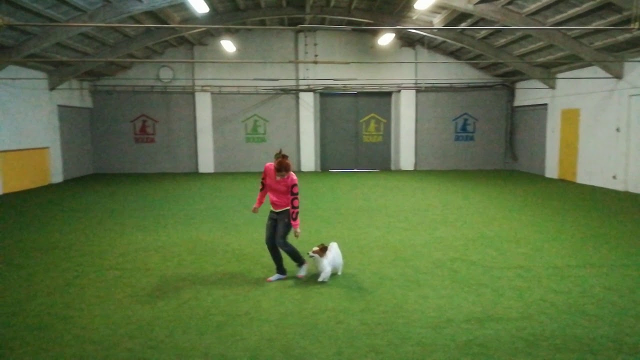 Tiffany DogDancing MD1