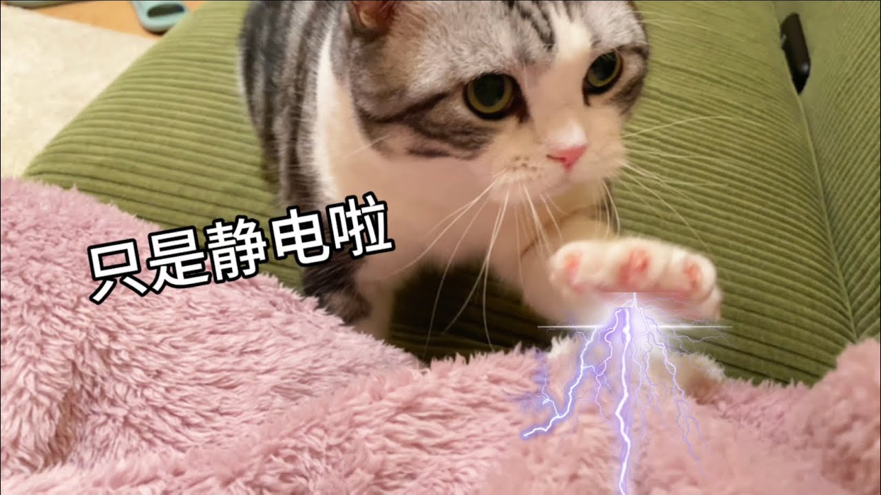 貓的人癮有多大？這帶著靜電卡卡往我身上打啊！