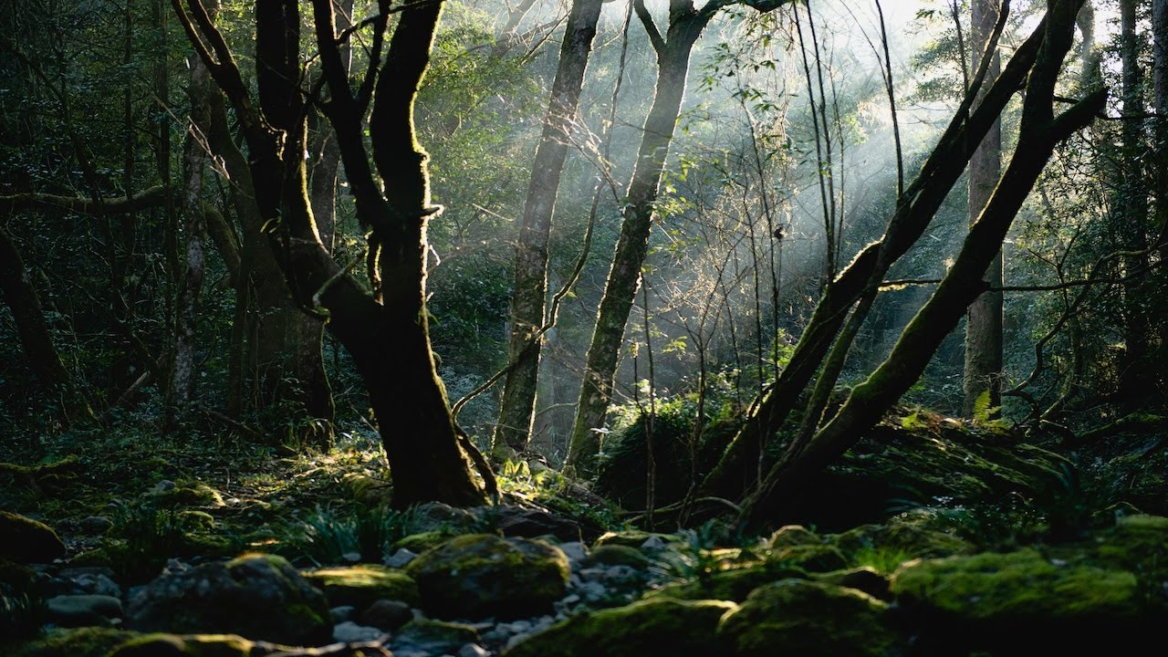Quiet Forest Glow 🌲 Soft Water Sounds & Gentle Birds | Calm Ambient Nature