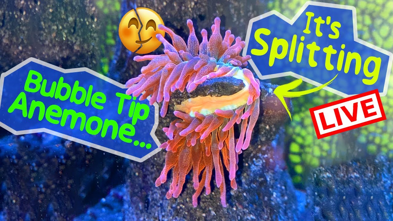 Bubble Tip Anemone Splits LIVE!!! Nano Reef Tank Magic?