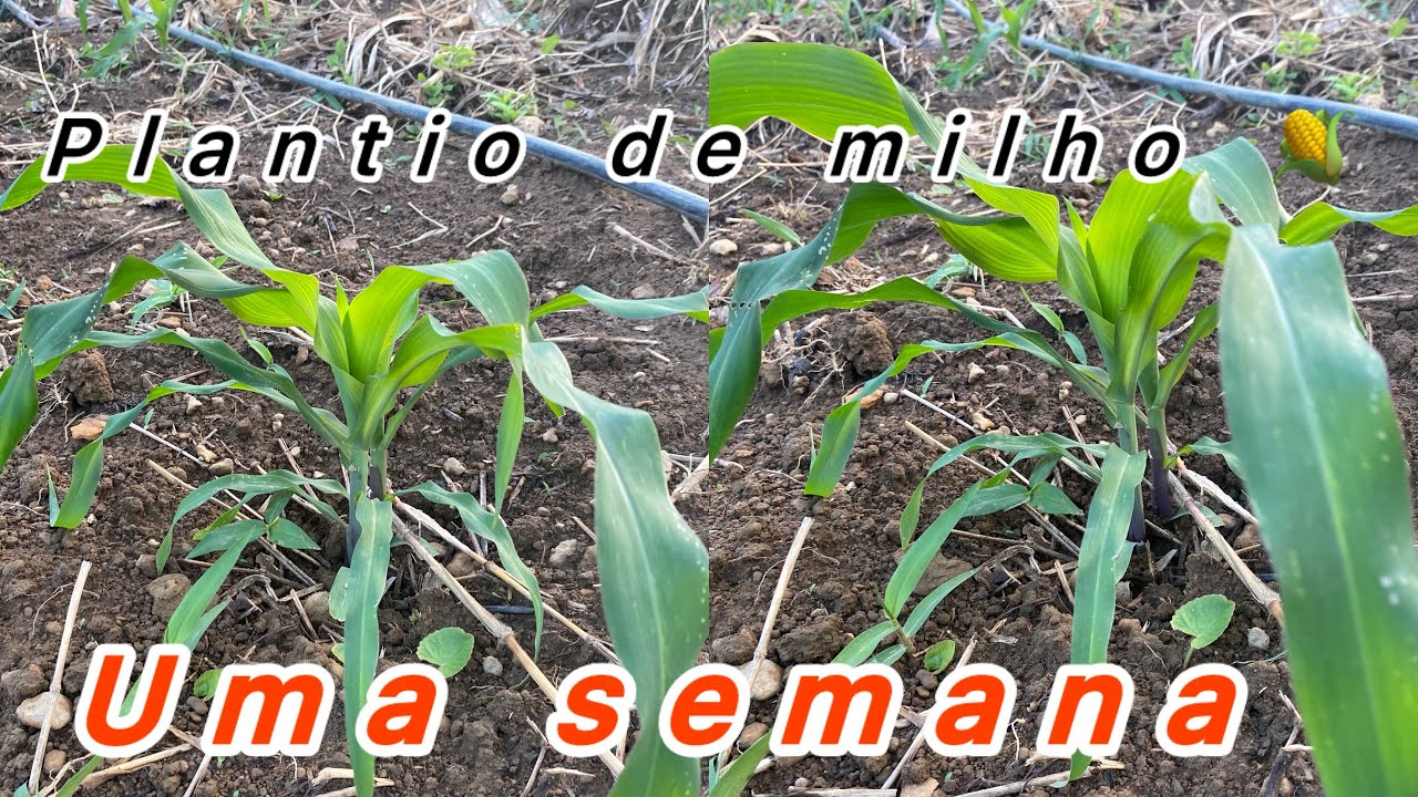 Não plante milho 🌽 antes de ver esse vídeo 😱😱